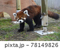 レッサーパンダ レッサーパンダ 78149826