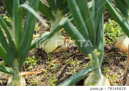 畑の玉ねぎ  78149828