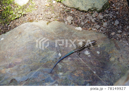 トカゲ トカゲ 78149927