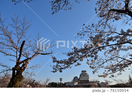 日本の兵庫県の姫路市　世界遺産で国宝でもある姫路城　春の桜と青空と立派な天守閣 78150054