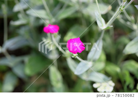 フランネルソウの花　 78150082