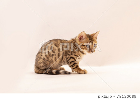 白背景で遊んでいるベンガルの子猫 白背景で遊んでいるベンガルの子猫 78150089