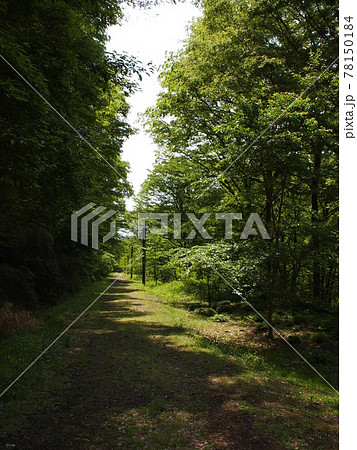 散策路(旧線路跡) 散策路(旧線路跡) 78150184