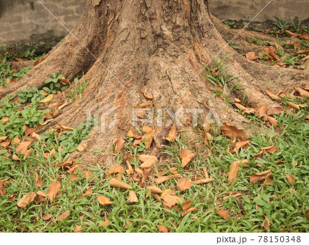root of the tree in the green grass 78150348