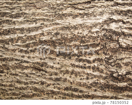 bark of tree texture bark of tree texture 78150352