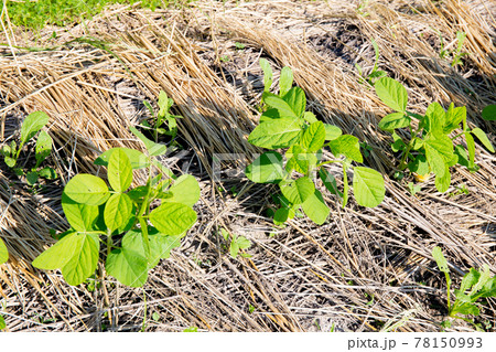 春の市民農園に定植した直後の枝豆 春の市民農園に定植した直後の枝豆 78150993