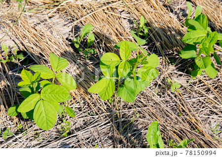 春の市民農園に定植した直後の枝豆 78150994