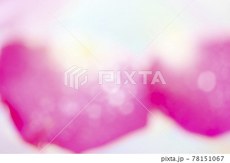 バラの花びらを水に浮かべたイメージ (背景素材) バラの花びらを水に浮かべたイメージ (背景素材) 78151067