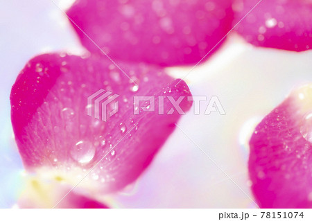 バラの花びらを水に浮かべたイメージ　(背景素材) 78151074