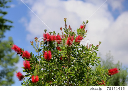 ブラシノキの花 ブラシノキの花 78151416