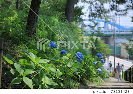 多摩川台公園アジサイ3 78151423