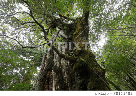 、紀元杉 、紀元杉 78151483