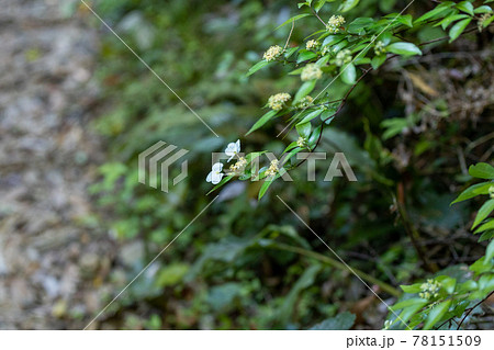 登山道に咲く楽空木の黄色と白い花 登山道に咲く楽空木の黄色と白い花 78151509