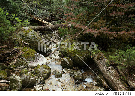 屋久島の森 78151743