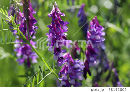春の公園に咲くナヨクサフジの紫色の花の写真素材