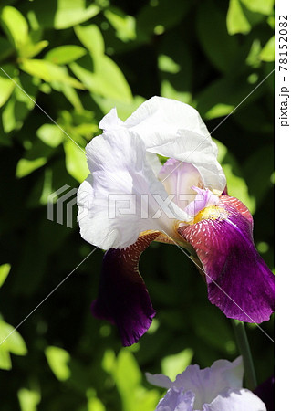 春の公園に咲くジャーマンアイリスの花 春の公園に咲くジャーマンアイリスの花 78152082