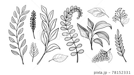 Set of leaves, handmade linear drawing. Bunch of branches of different plants, berries, trees. Vector illustration isolated on white background. 78152331
