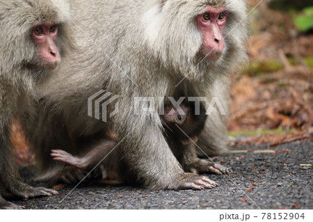 ヤクザル 78152904