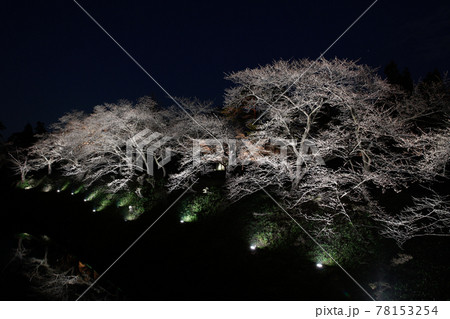 夜の鶴ヶ城　二の丸の桜 78153254