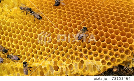 巣蜜 はちみつ ミツバチ はちみつ採取 巣蜜 はちみつ ミツバチ はちみつ採取 78153464