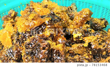 巣蜜 はちみつ ミツバチ はちみつ採取 巣蜜 はちみつ ミツバチ はちみつ採取 78153468