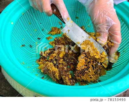 巣蜜 はちみつ ミツバチ はちみつ採取 巣蜜 はちみつ ミツバチ はちみつ採取 78153493