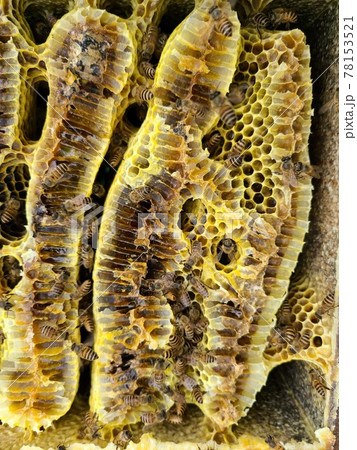 巣蜜　はちみつ　ミツバチ　はちみつ採取 78153521