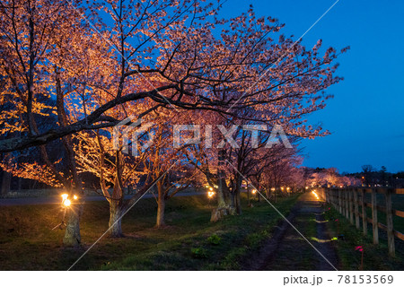 春の浦河町 優駿さくらロードの夜桜 春の浦河町 優駿さくらロードの夜桜 78153569