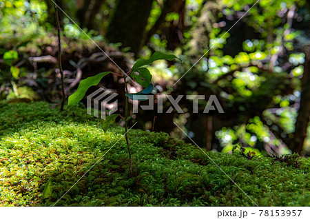 屋久島 静寂の森 屋久島 静寂の森 78153957