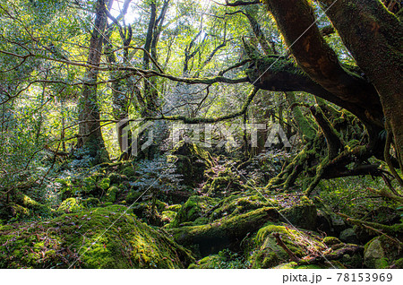 屋久島　静寂の森 78153969