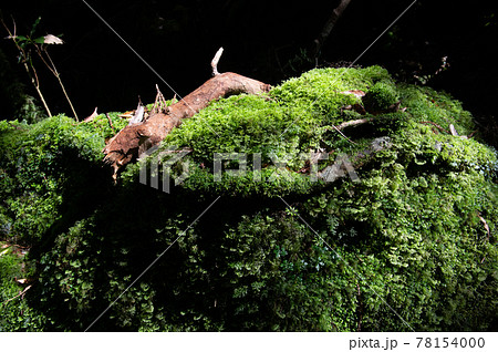 屋久島 静寂の森 屋久島 静寂の森 78154000