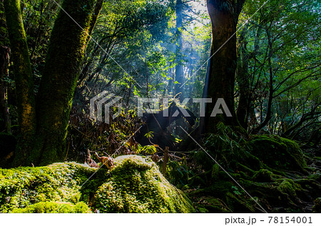 屋久島　静寂の森 78154001