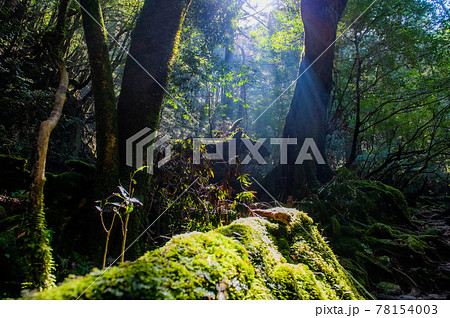 屋久島　静寂の森 78154003