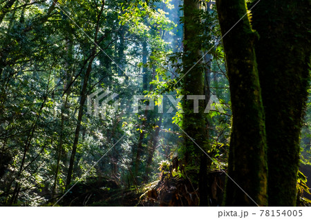 屋久島　静寂の森 78154005