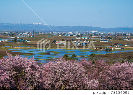 春の東川町 キトウシ森林公園の桜と農風景 春の東川町 キトウシ森林公園の桜と農風景 78154095
