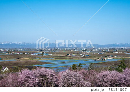 春の東川町 キトウシ森林公園の桜と農風景 78154097
