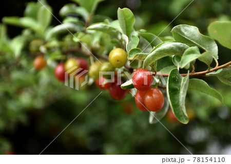 列のように並び初夏の日差しに光り輝くグミの赤い実 78154110