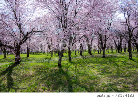 春の東川町 キトウシ森林公園の桜と農風景 春の東川町 キトウシ森林公園の桜と農風景 78154132