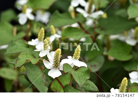 白い十字の総苞が日陰でも目立つドクダミの花 78154147