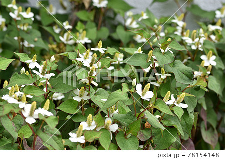 白い十字の総苞が日陰でも目立つドクダミの花 78154148