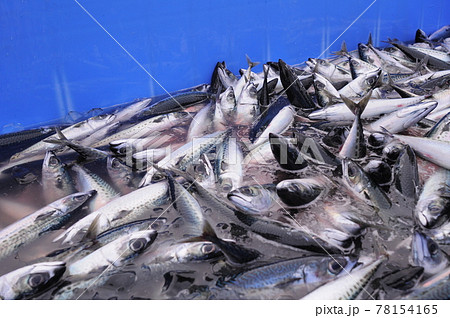 魚 魚類 サカナ 78154165