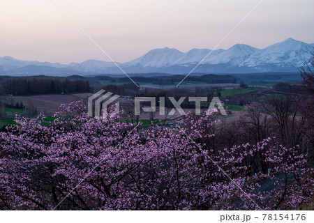春の上富良野町 深山峠の桜と十勝岳連峰 春の上富良野町 深山峠の桜と十勝岳連峰 78154176