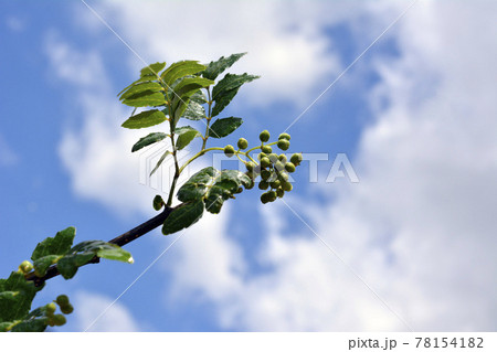 香辛料 5月の山椒の葉と実 熱を加え香り立つ ピリリ サンショウ 木の芽 ジャパニーズペッパー 日本の写真素材