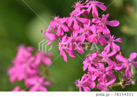 ピンクの花の下に粘着部分があり、盗蜜する虫などを登り難くさせているムシトリナデシコ ピンクの花の下に粘着部分があり、盗蜜する虫などを登り難くさせているムシトリナデシコ 78154351