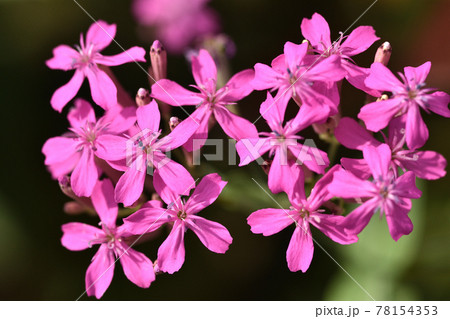 ピンクの花の下に粘着部分があり、盗蜜する虫などを登り難くさせているムシトリナデシコ ピンクの花の下に粘着部分があり、盗蜜する虫などを登り難くさせているムシトリナデシコ 78154353