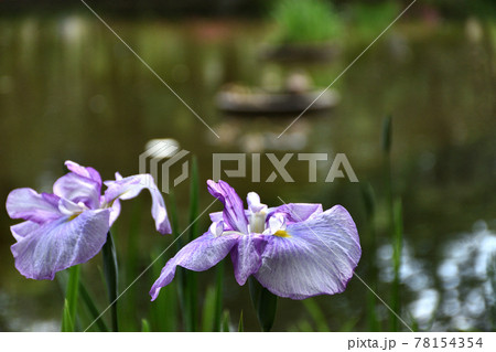庭園や公園などに咲き水辺にも映える花菖蒲の写真素材