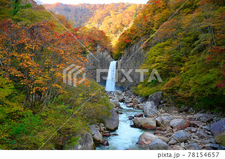 関川と苗名滝の紅葉 妙高高原自然歩道 妙高市 関川と苗名滝の紅葉 妙高高原自然歩道 妙高市 78154657
