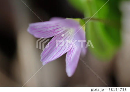 コミヤマカタバミ　小深山片喰　ピンク色 78154753