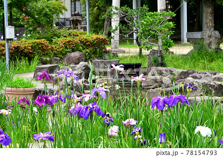 知立公園 花菖蒲園 知立公園 花菖蒲園 78154793