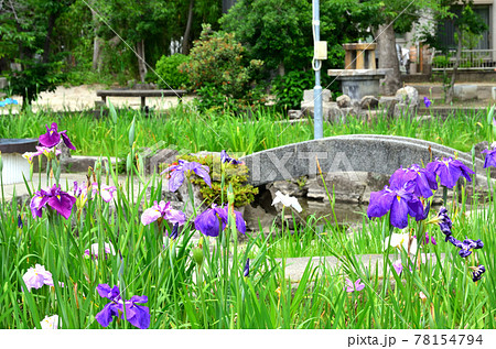 知立公園　花菖蒲園 78154794